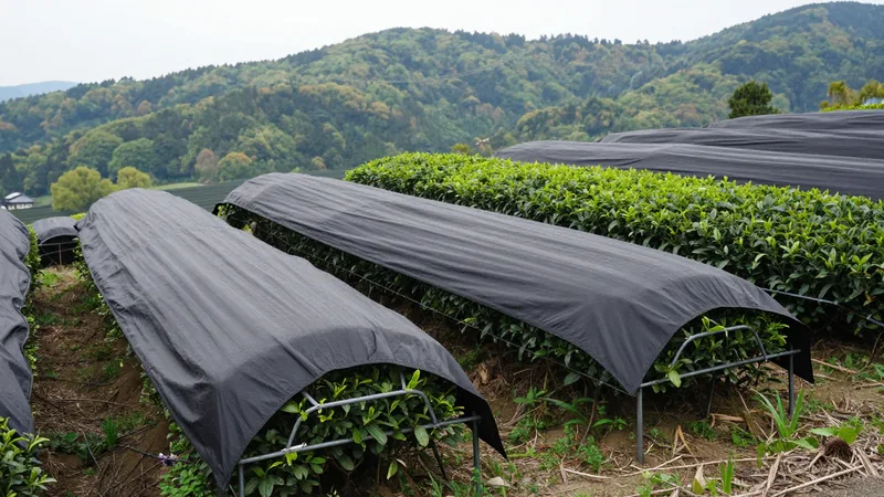 Rows of tea bushes covered with black shade cloth stretched over a frame in a Japanese tea field, with an uncovered row beside them