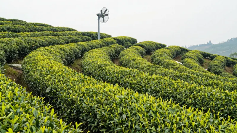 Rows of clipped tea bushes on a gentle hillside in early spring with bright yellow-green new shoots on top, a metal frost fan on a pole above the rows, soft morning light