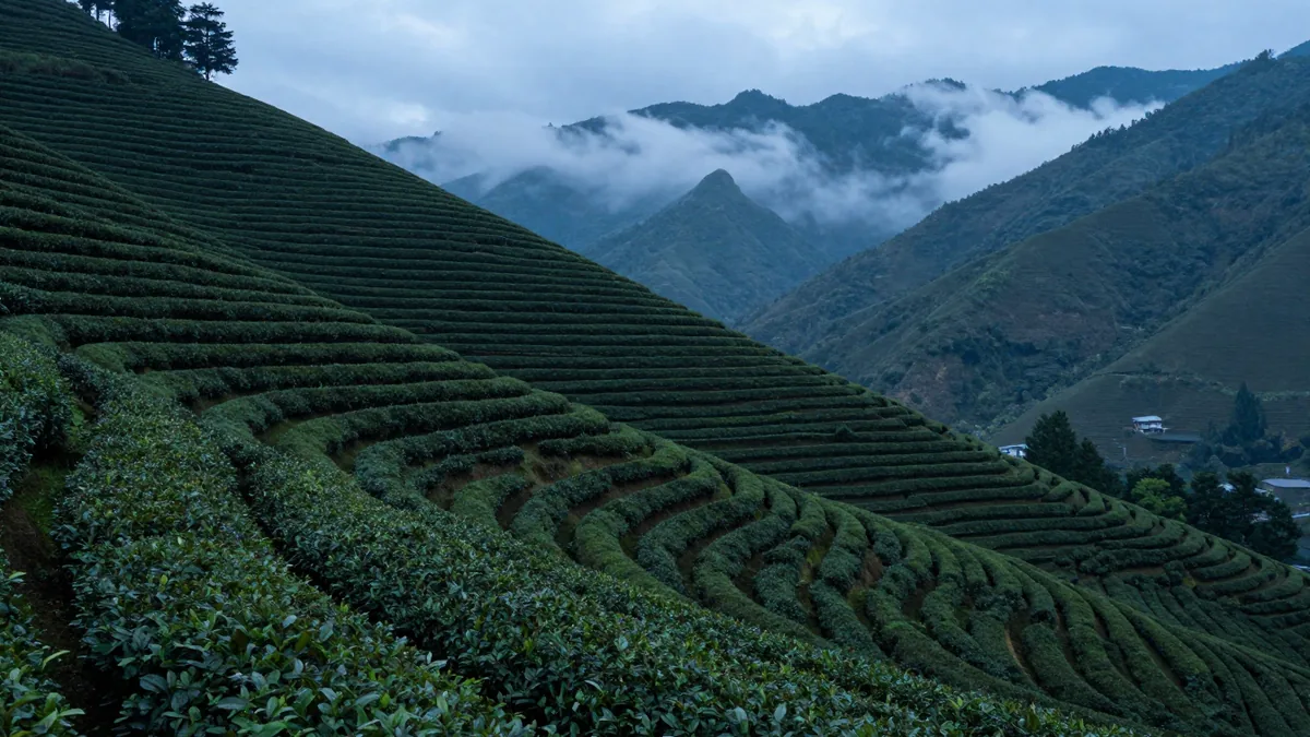 Taiwan High-Mountain Oolong Prices: Ali Shan, Li Shan, Da Yu Ling